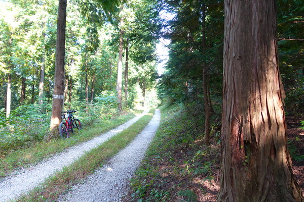 화산봉(450m) 편백림 숲길. 인적이 드물어 한적하고 자전거 진입이 허용되어 고맙다 